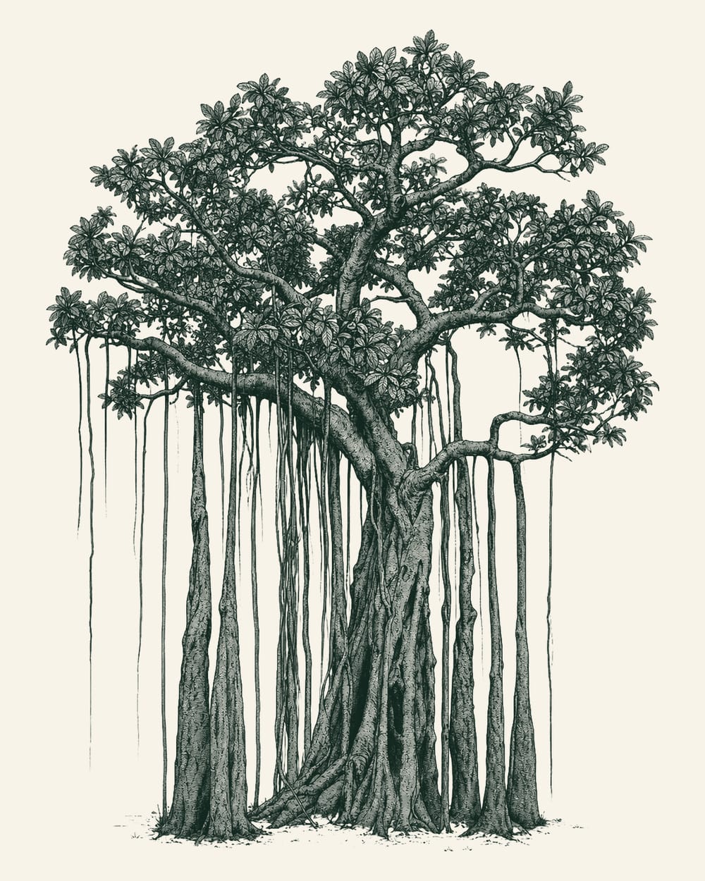 An engraving of a banyan tree, Ficus benghalensis: one crown over a colonnade of pillar-trunks and hanging aerial roots.